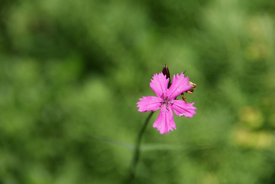 flower, blossom, bloom, macro, nature, garden, red, photo, flowering plant HD wallpaper