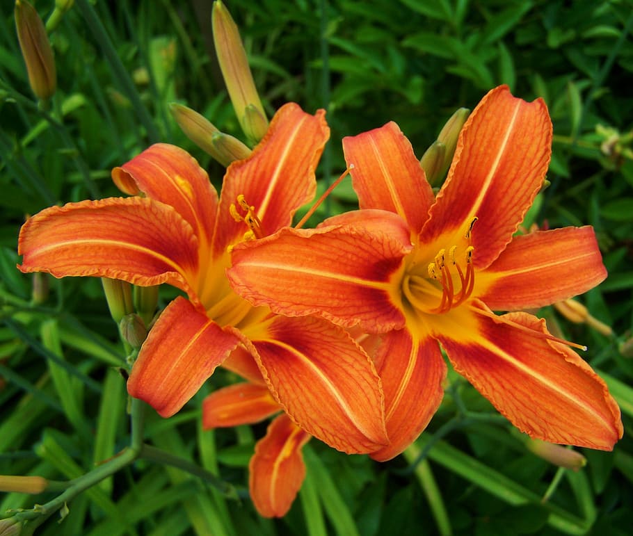 HD wallpaper: daylily, orange-red color, flower garden, flowering plant