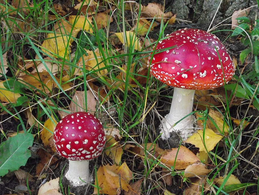 fly agaric, walk, autumn, forest, autumn forest, nature, mushroom HD wallpaper
