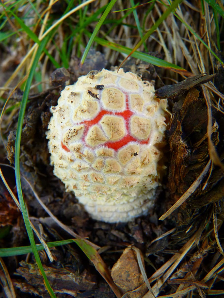 Mushroom, Fly Agaric, Small, New, Nature, fungus, forest, toxic Substance HD wallpaper