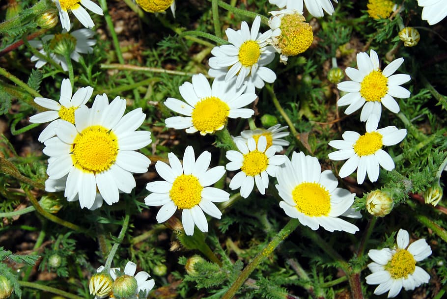 nature, flower, flowering plant, freshness, vulnerability, fragility HD wallpaper