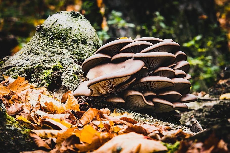 dried leaves near brown mushrooms closeup photography, brown tree mushrooms on tree at daytime HD wallpaper
