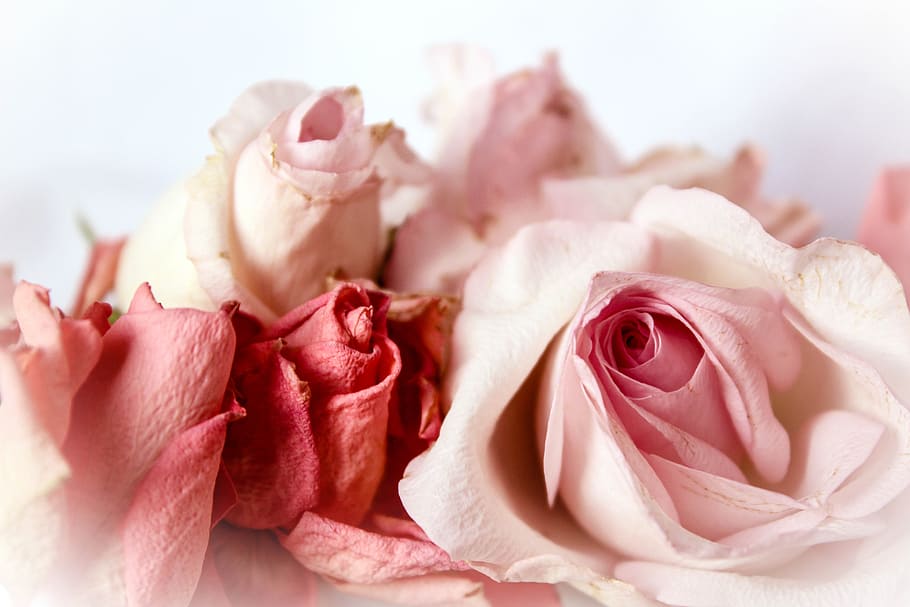 selective focus photography of white and red rose flowers, roses HD wallpaper