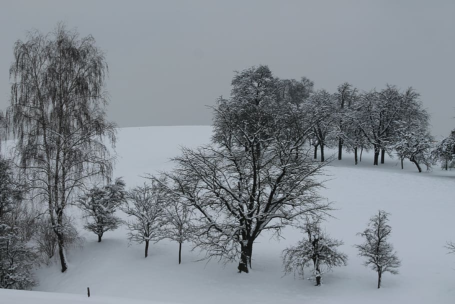 winter, trees, snow, cold temperature, plant, beauty in nature HD wallpaper