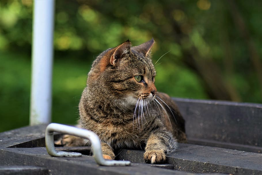 cat, brown, cute, pet, kitten, animal, domestic, feline, kitty HD wallpaper