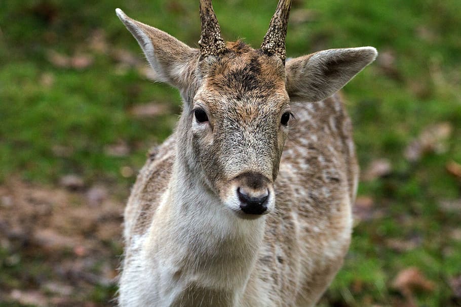 Hirsch, Fallow Deer, Deer, Forest, one animal, animals in the wild HD wallpaper
