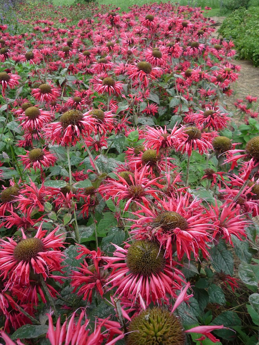 Free download | HD wallpaper: bee balm, scarlet, beebalm, monarda ...