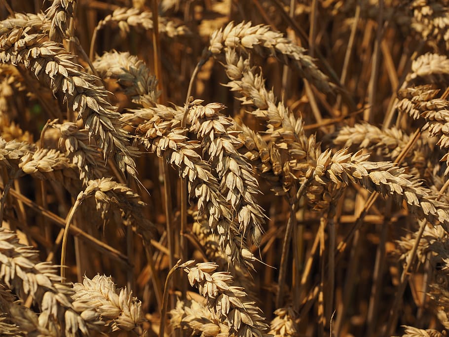 Wheat, Spike, Cereals, Grain, Field, wheat field, cornfield HD wallpaper
