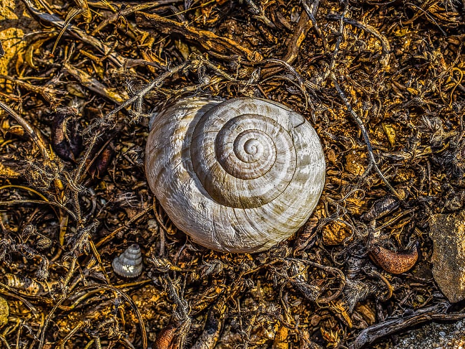 shell, helix, nature, spiral, ground, animal, animal wildlife HD wallpaper