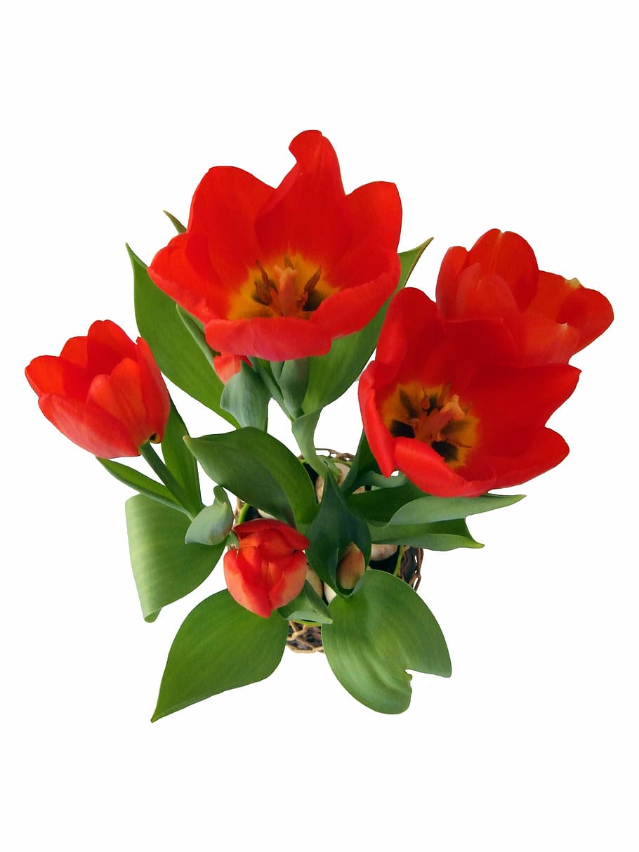 Tulip, Spring, Flower, Strauss, red, blossom, bloom, onions, HD wallpaper