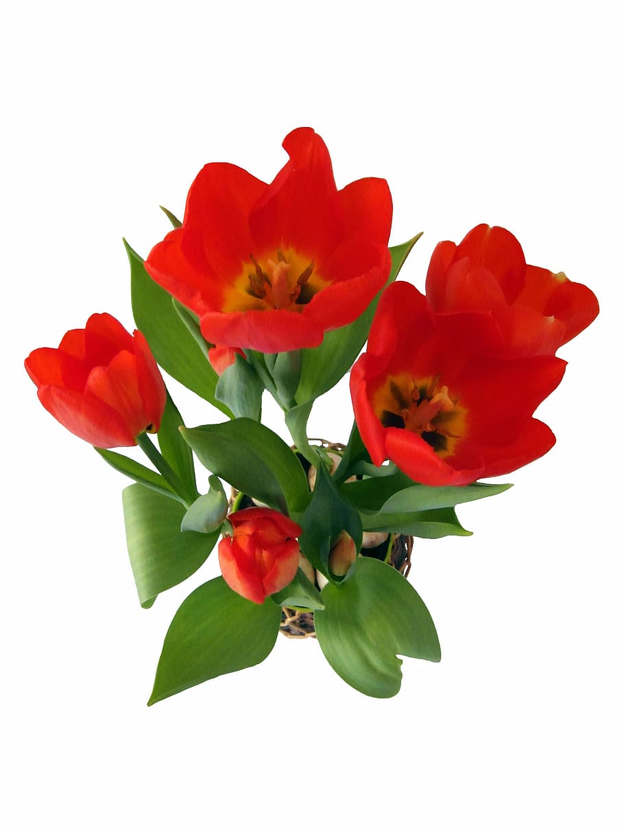 Tulip, Spring, Flower, Strauss, red, blossom, bloom, onions HD wallpaper