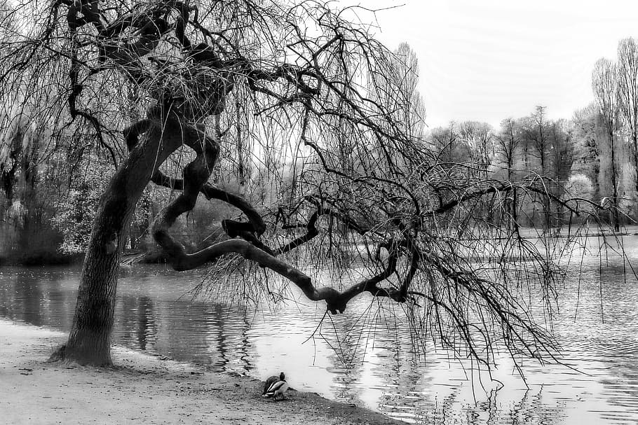crippled, stunted, tree, lake, pond, water, black and white HD wallpaper