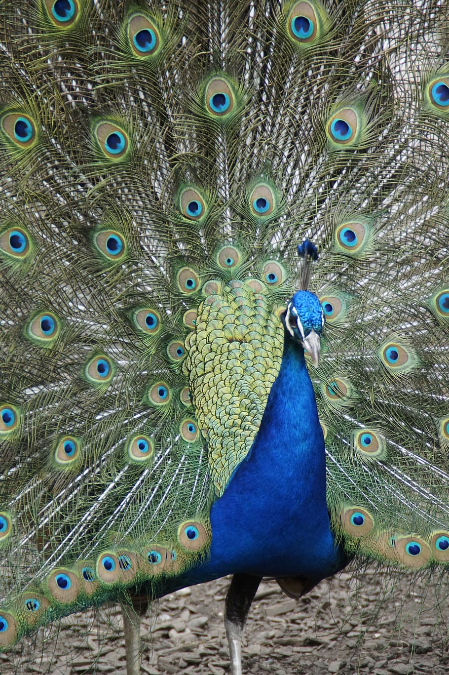 peacock, beat rad, peacock wheel, bird, feather, balz, plumage, HD wallpaper