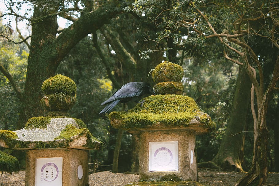 Crow in Japanese garden, animals, nature, buddhism, religion HD wallpaper