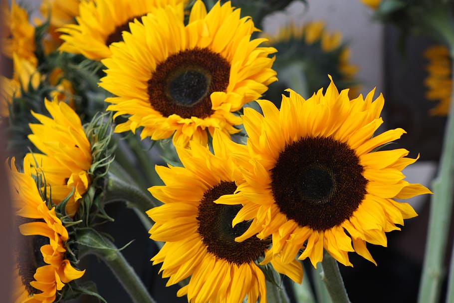 summer, sunflower, flowering plant, yellow, flower head, vulnerability HD wallpaper