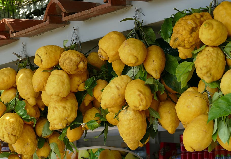 lemon, italy, mediterranean, citrus, yellow, fruit, vitamins, HD wallpaper
