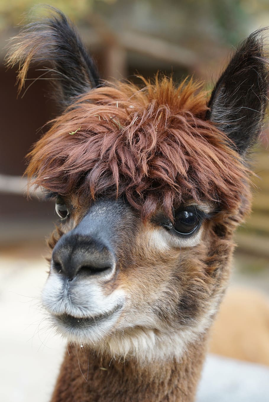 close-up photo of brown animal, alpaca, andes, wool, fluffy HD wallpaper