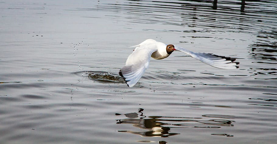 hettemåke, seagull, seabirds, animal themes, animal wildlife HD wallpaper