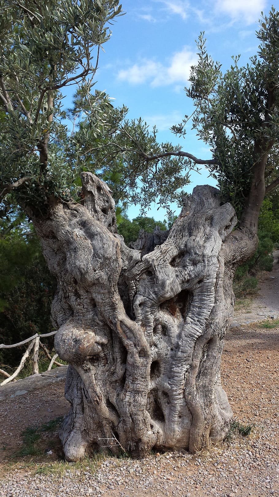 olives, olive tree, nature, mallorca, old, gnarled, wood, log