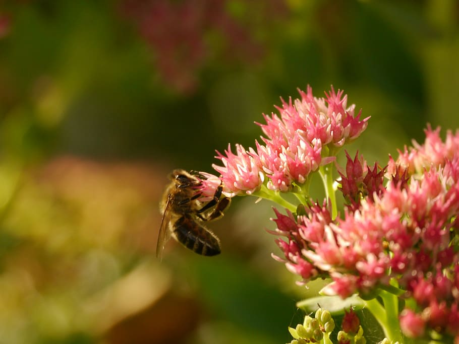 bee, flower, insect, pink, bloom, nature, summer, poland, flowering plant HD wallpaper