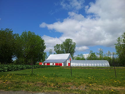 Farm, Barn, Tree, Grass, Corn, corn grass, tall grass, sky HD wallpaper