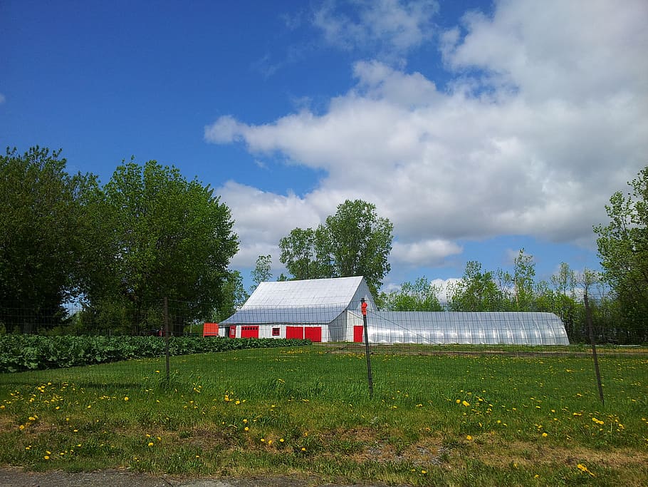 Farm, Barn, Tree, Grass, Corn, corn grass, tall grass, sky HD wallpaper