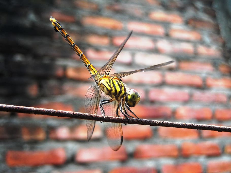 Dragonfly, Orange, Wire, Wall, yellow, brick, insect, animal themes HD wallpaper