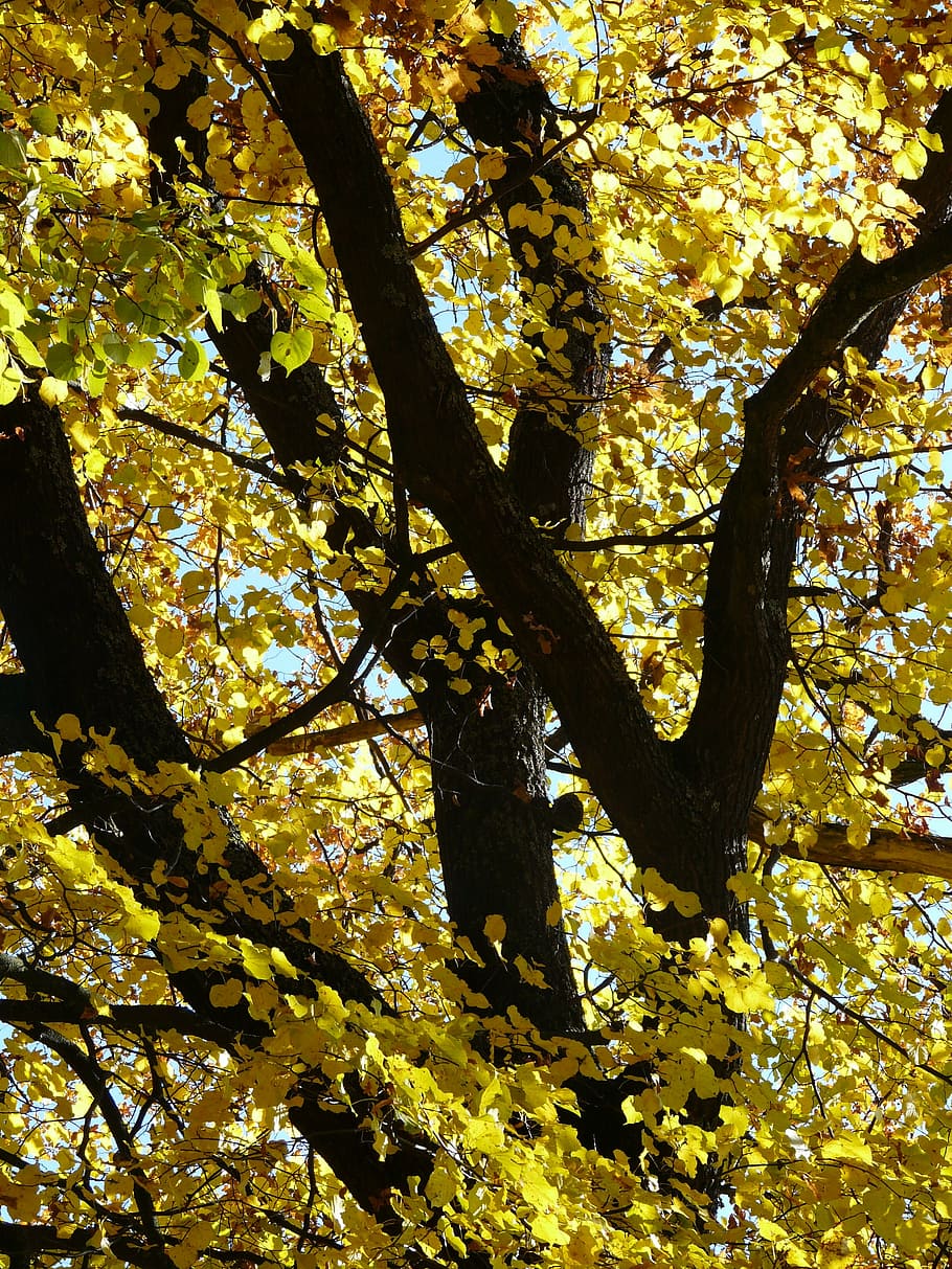 linde, stone lime tree, tilia, winter linde, stone linde, tilia cordata HD wallpaper