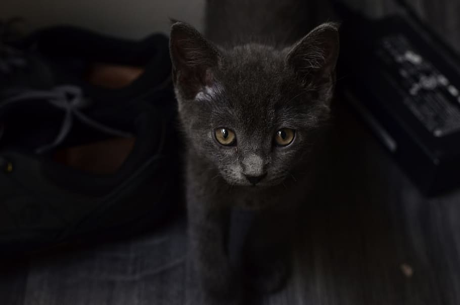 cat, shoe, black, mammal, one animal, domestic animals, pets HD wallpaper
