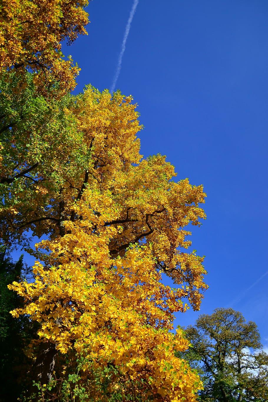 tree, park, yellow, sky, autumn, fall, field, nature, natural HD wallpaper
