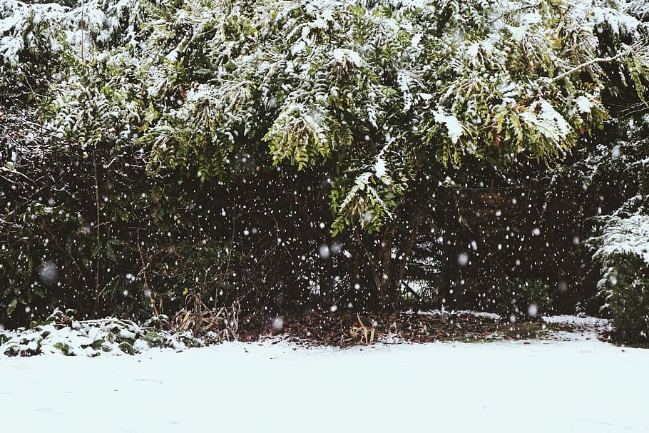 Snowy Days, snow covered trees, woodland, forest, snowing, cold temperature HD wallpaper