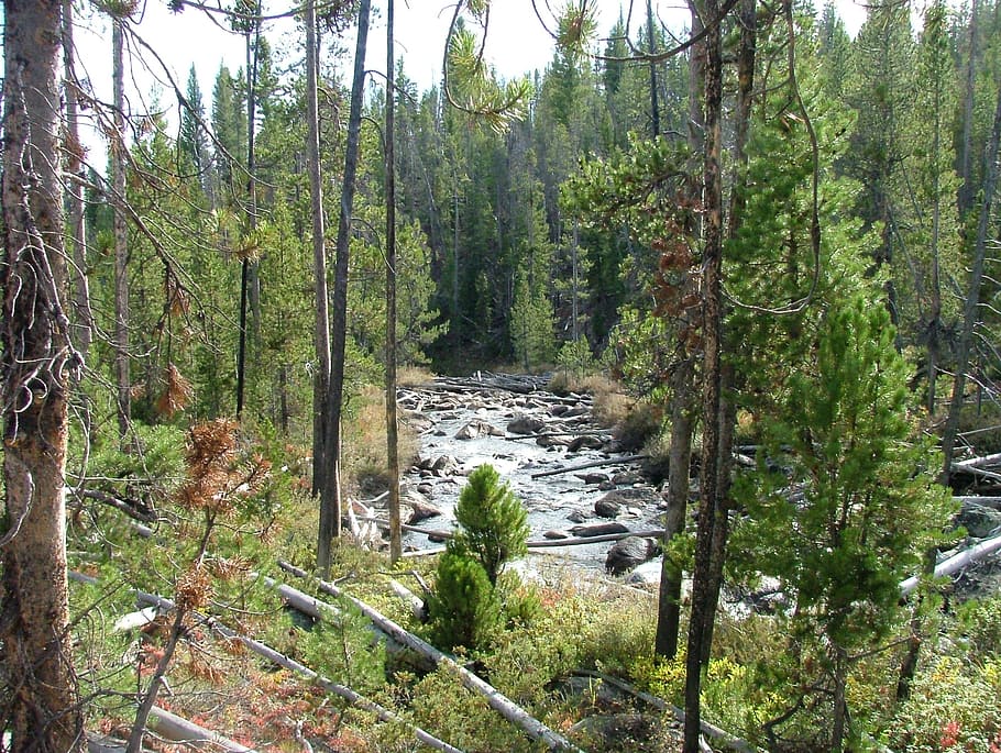 stream, rapids, forest, river, rocks, trees, flowing, nature HD wallpaper