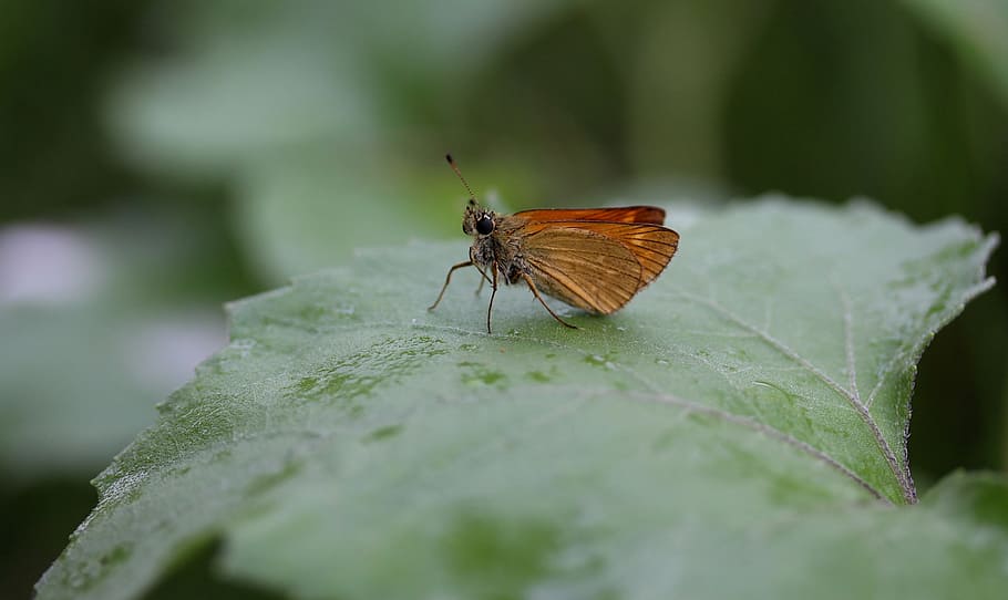 butterfly, brown, leaf, rain, insecta, wings, nature, invertebrate HD wallpaper
