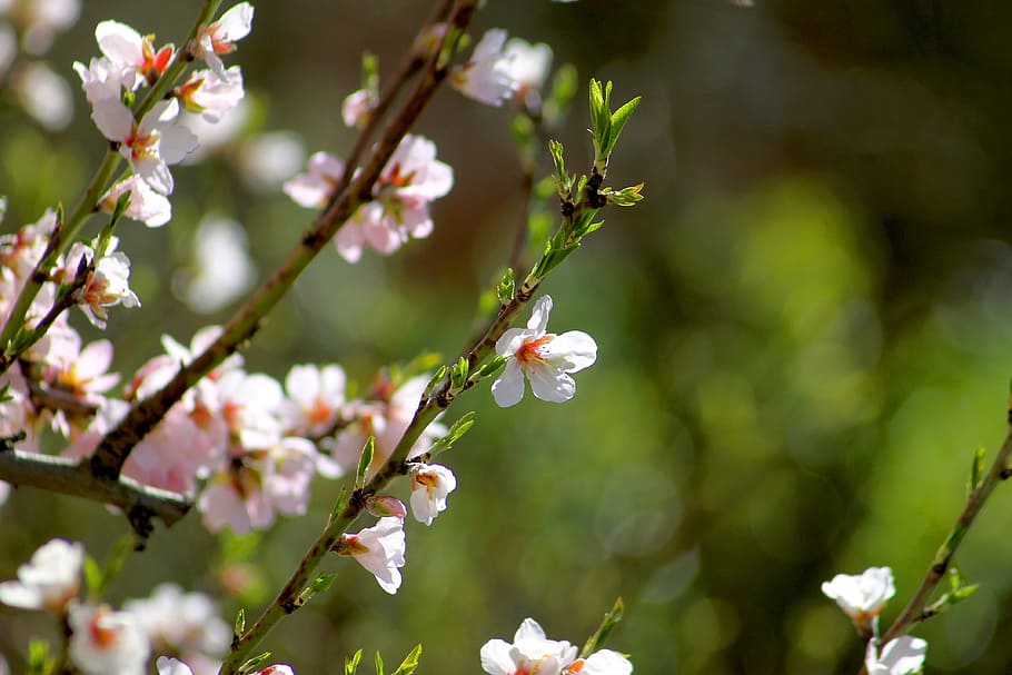 Spring, Bloom, Branch, Garden, Flowers, nature, pink, romantic HD wallpaper
