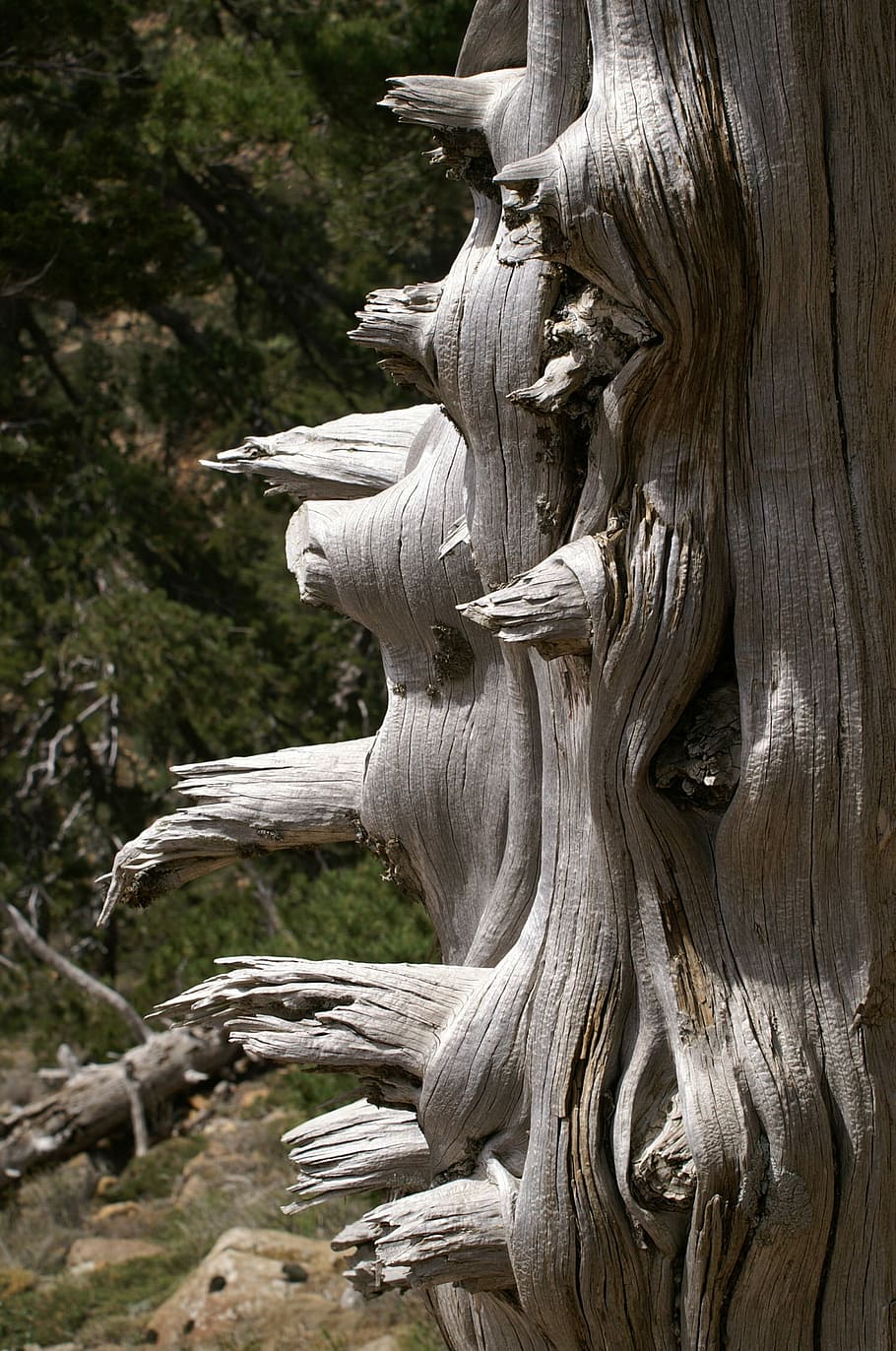 Tree, Dead, Wood, Old, statue, sculpture, no people, nature HD wallpaper