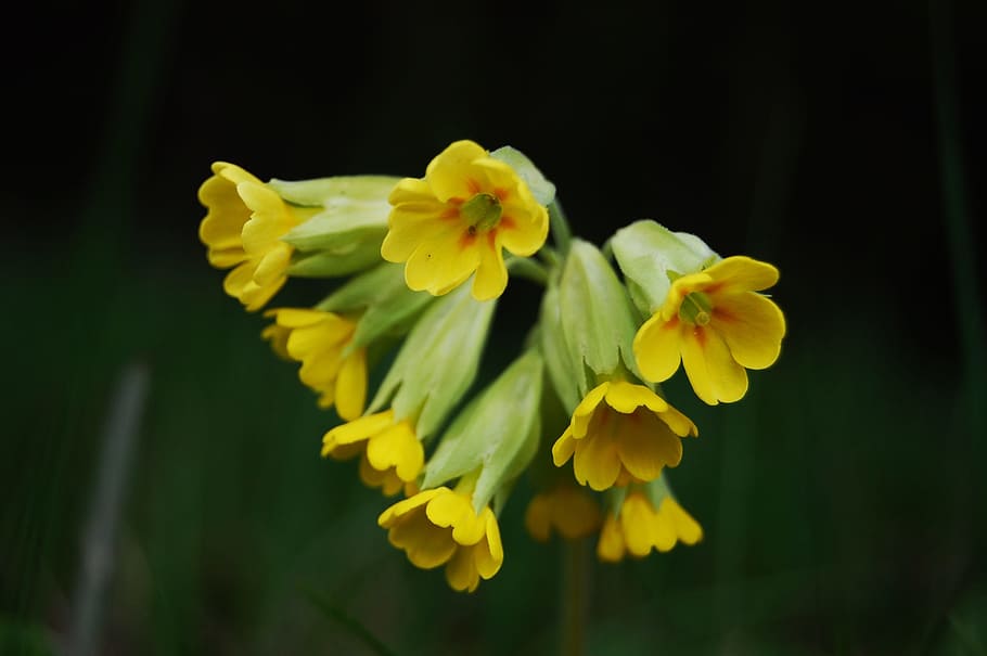 wildflower, primrose, spring, flowering plant, yellow, freshness HD wallpaper