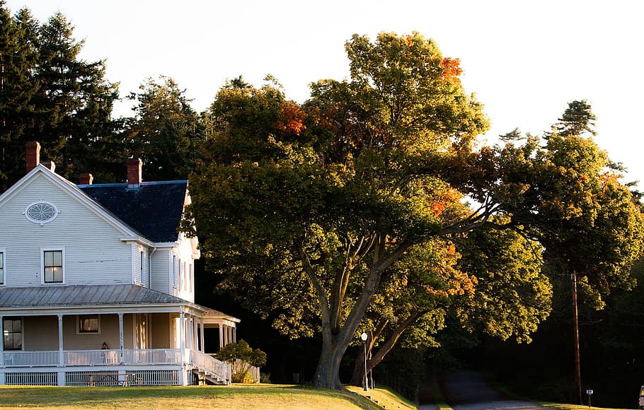 trees, house, home, autumn, fall, grass, plant, architecture HD wallpaper