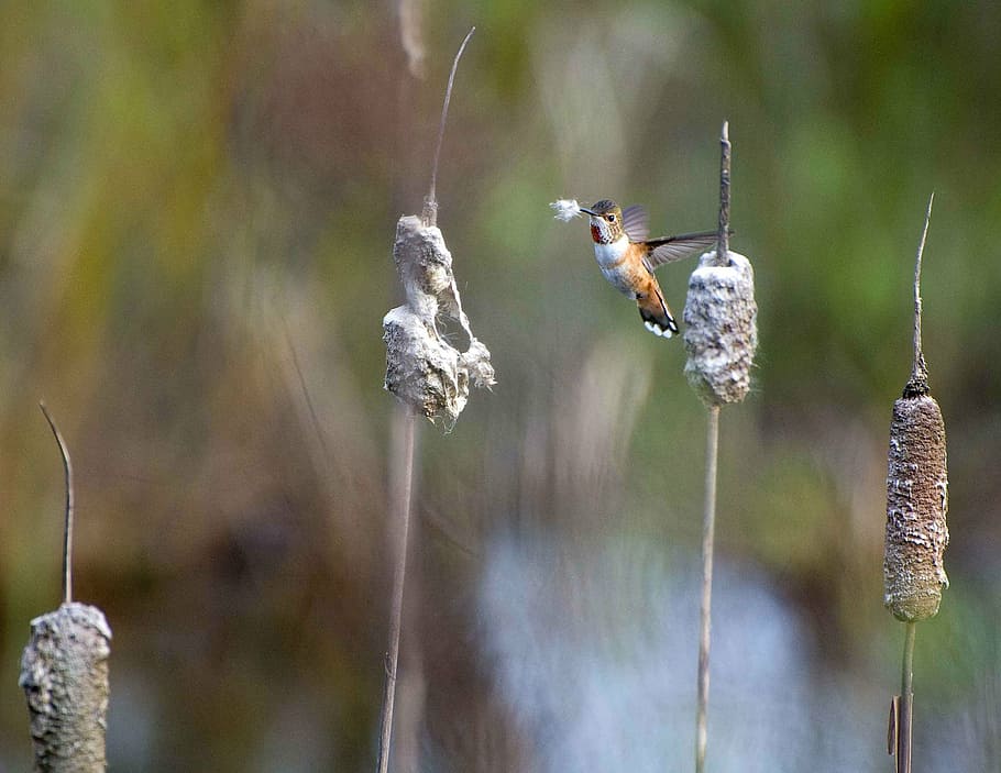 brown hummingbird, material, nesting, gathers, rufus, selasphorus HD wallpaper