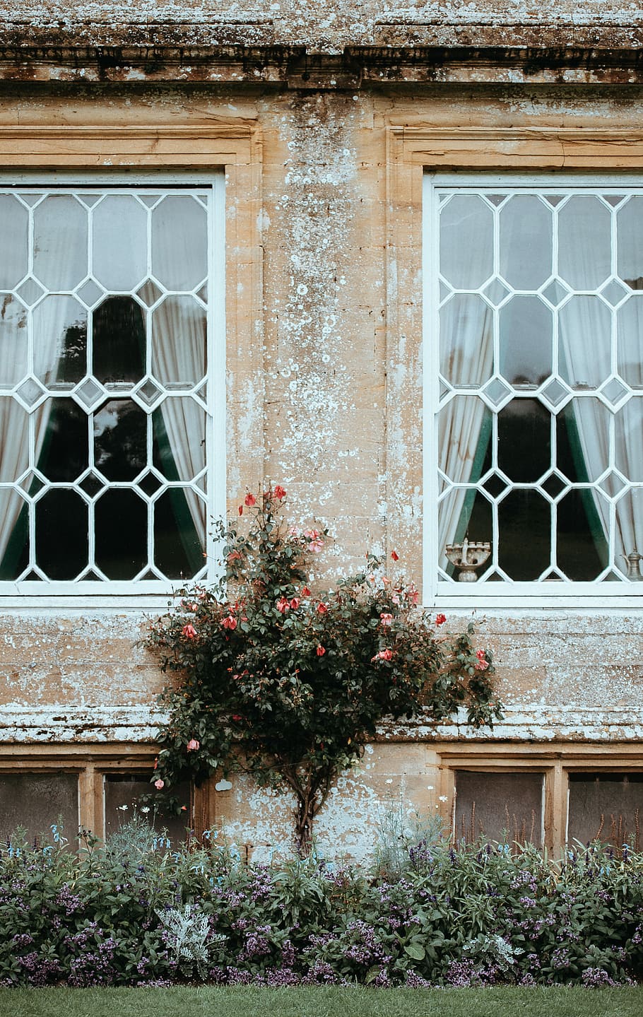 Forde Abbey, red hibiscus tree beside brown concrete house with white framed glass windows, HD wallpaper