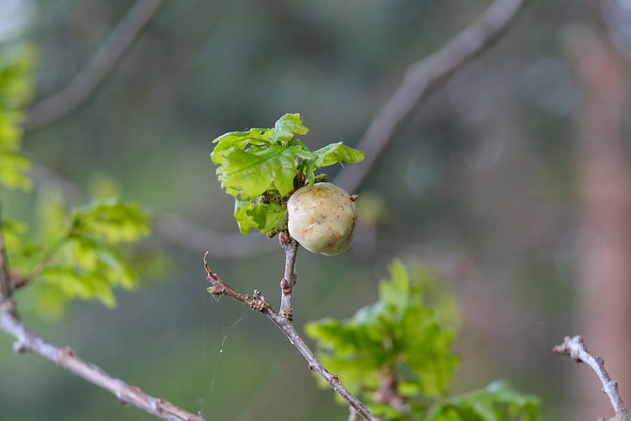 galls, oak, infected, growth, plant, focus on foreground, close-up HD wallpaper