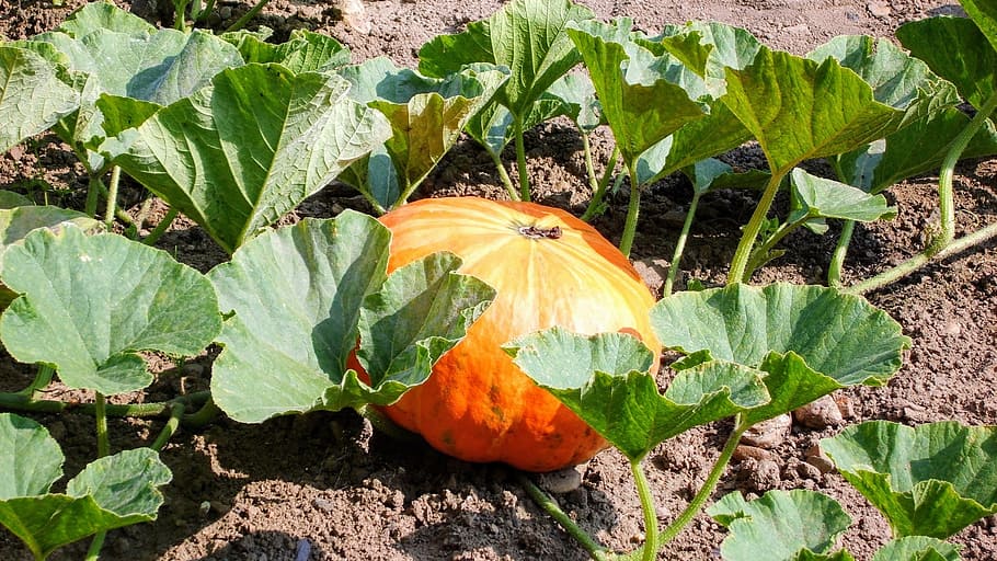 Pumpkin, Garden, Fruit, Ground, Summer, grow, ardennes, vielsalm HD wallpaper