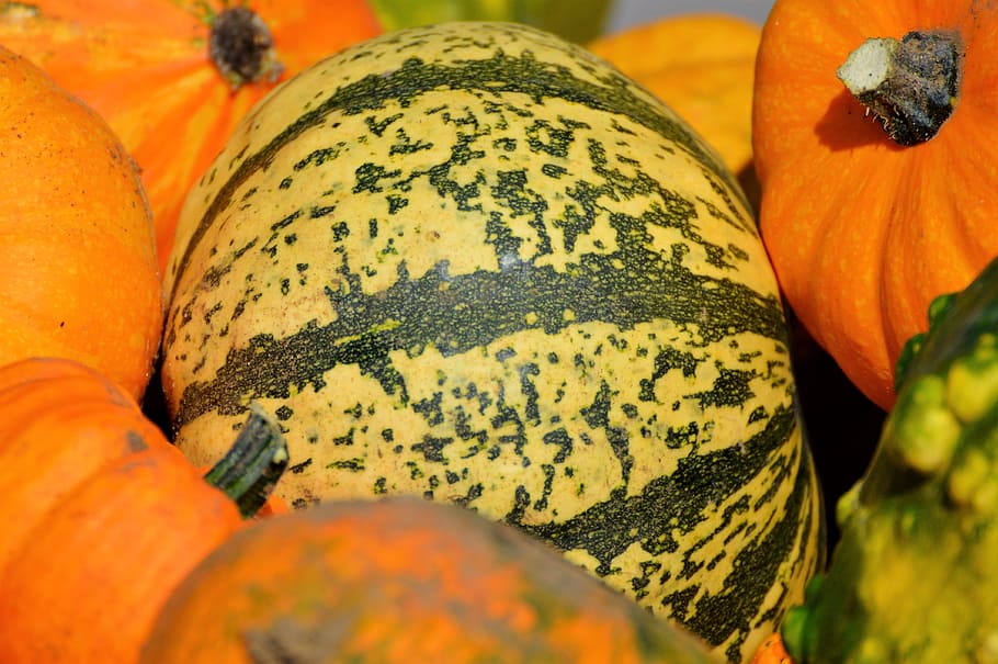 pumpkin, fruit, orange, autumn, cucurbita maxima, choose, large HD wallpaper