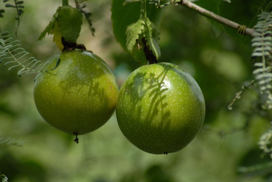 fruit, passion fruit, plant, food and drink, green color, freshness HD wallpaper