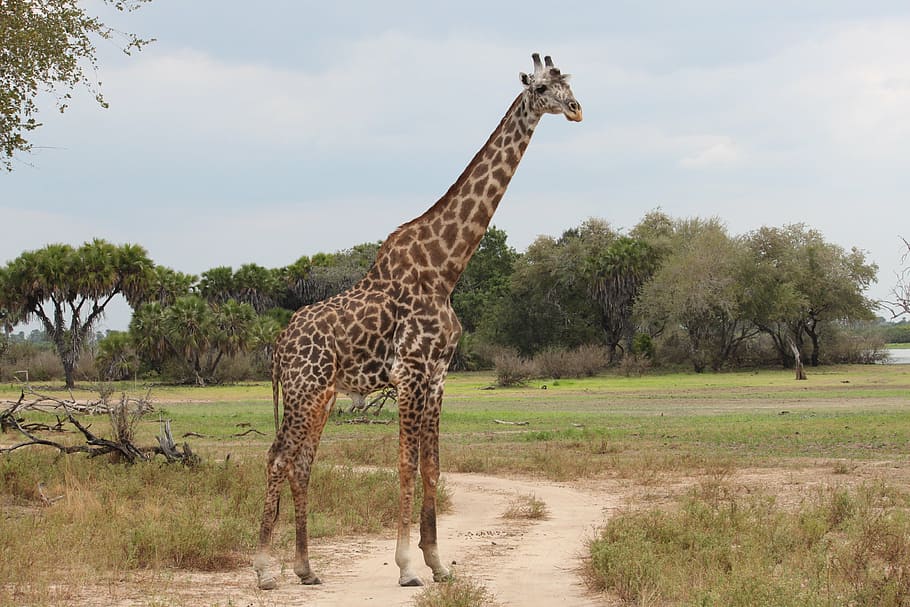 giraffe near green grass during daytime, nature, safari, africa, HD wallpaper