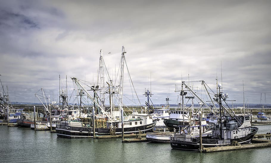 westport fishing fleet, long line, boat, harbor, bay, sea, ocean, HD wallpaper