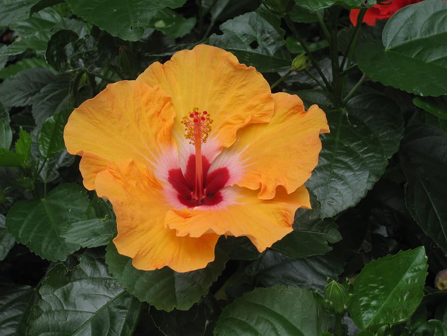 flora, nature, leaf, flower, garden, color, tropical, vibrant HD wallpaper