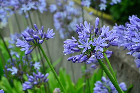 HD wallpaper: purple flowers photography, agapanthus, lily, blue lily,  jewelry lilies greenhouse | Wallpaper Flare