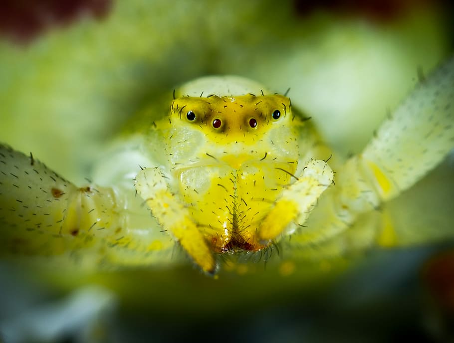 macro photo of green spider, closeup photo of green spider, eye HD wallpaper