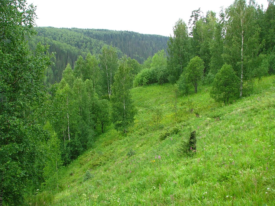 forest, summer, sun, nature, grass, fringe, tree, river, sky HD wallpaper