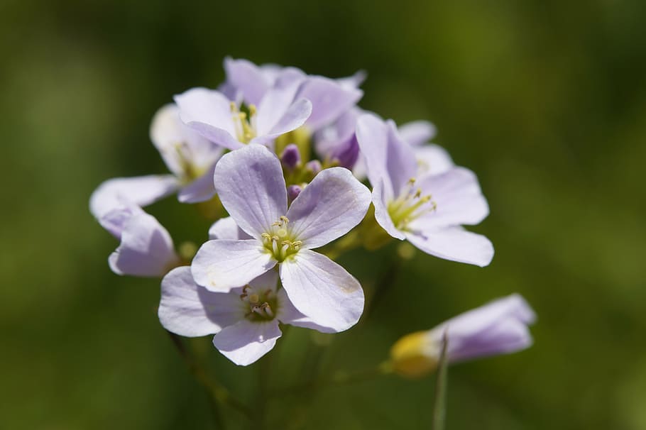 smock, spring, flower, blossom, bloom, close, plant, macro HD wallpaper